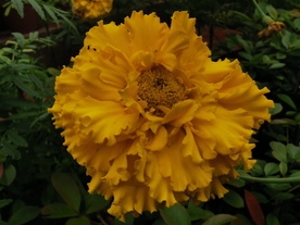 黄色鲜花