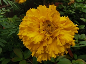 黄色菊花