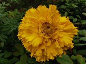 黄色鲜花