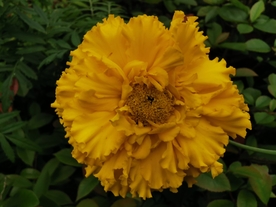黄色鲜花