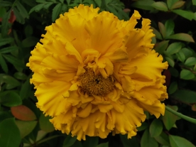 黄色鲜花