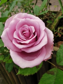 粉色月季