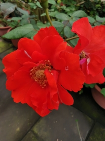 红色鲜花