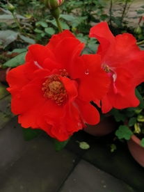 红色花朵