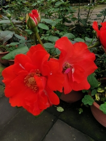 红色鲜花