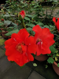 红色鲜花
