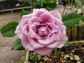 粉色月季