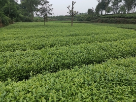 茶海
