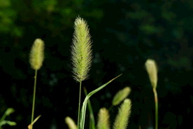 草