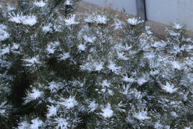 雪润松枝