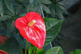 火鹤花