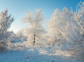 冬天白雪大树