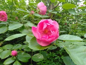 粉色月季