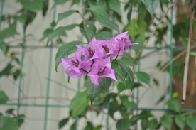 拍摄花 紫色三角梅