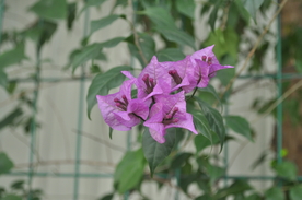 拍摄花 紫色三角梅