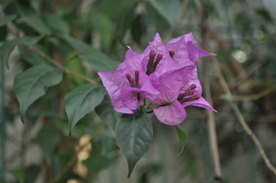 拍摄花 紫色三角梅