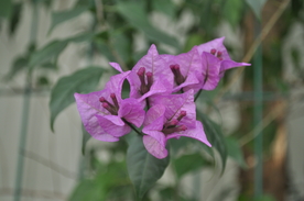 拍摄花 紫色三角梅