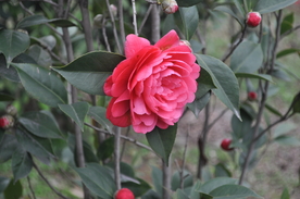 拍摄  红色花朵 叶子