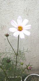 白色格桑花
