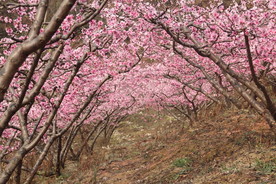 桃花林