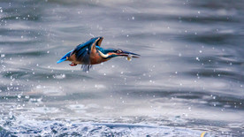 翠鸟叼着刚捕到的鱼飞行