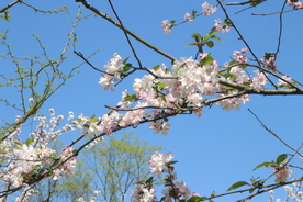 桃花枝