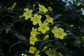 常绿钩吻藤