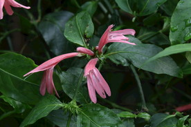 珊瑚花