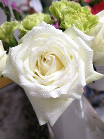 白色玫瑰花