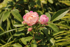 粉色蔷薇花