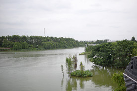 湿地湖面 湿地绿树