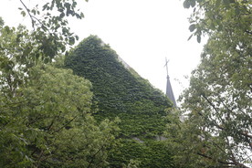 泰晤士 系列 绿叶 旅游 初夏