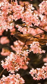花鸟