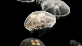 深水水母近拍