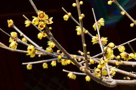 蜡梅花