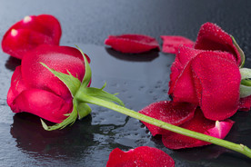 黑色背景红色玫瑰横版拍摄浪漫