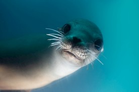 海豹