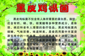 黑皮 鸡枞菌 介绍 展板 内容