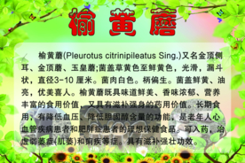 榆黄蘑 介绍 展板 内容 详细