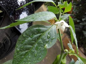 辣椒花