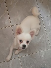 好听话的狗