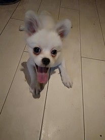 博美狗