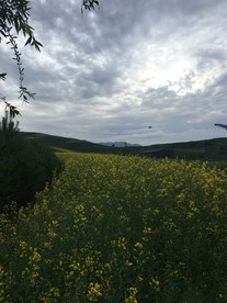 田园油菜花