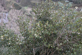 茶树 山茶树 茶籽油 茶叶 茶
