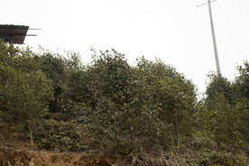 茶树 山茶树 茶籽油 茶叶 茶