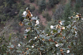 茶树 山茶树 茶籽油 茶叶 茶