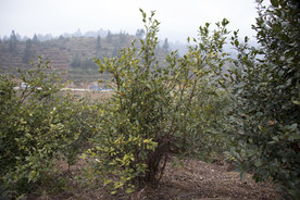 茶树 山茶树 茶籽油 茶叶 茶