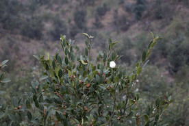茶树 山茶树 茶籽油 茶叶 茶