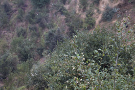 茶树 山茶树 茶籽油 茶叶 茶