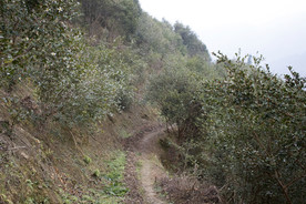 茶树 山茶树 茶籽油 茶叶 茶
